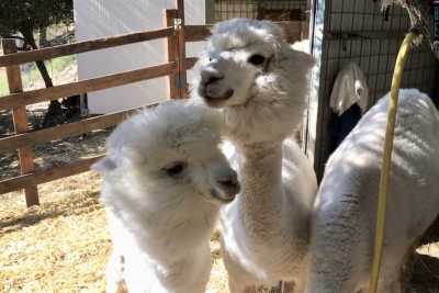 Docili, "soffici", dalla lana pregiata: sono gli alpaca. E in Basilicata c'� chi li alleva